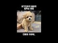 처음 발바닥 미용받는 아기강아지🐶 댕둥절 shorts