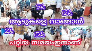 28ആം മൈൽ ആട്ചന്ത തിരുവനന്തപുരം ജില്ലാ #goatmarketkerala #anwarkeralapothvalarthal #shojiravi