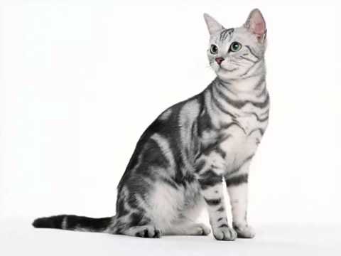 American Shorthair Black And White | Set Of Cat Breed Pictures American Shorthair Black And White | Set Of Cat Breed Pictures