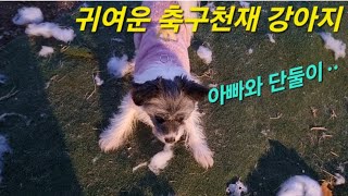 깜찍한 ㅡ 축구천제 강아지 제니