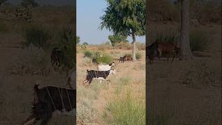 Beautiful goats are walking in the desert