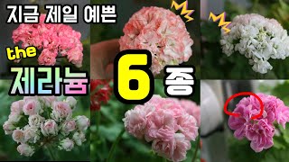 4K_🌷베란다 가드닝 두고두고 후회하지 않는 꽃! 6종 (프릴왕,우아왕,색감왕,꽃볼왕,etc)ㅣEp 207 (지금예쁜 제라늄6종)🌱유럽제라늄, 페라고늄, 펠라고늄,조날틱하이브리드