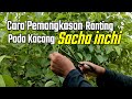 Cara Pemangkasan Ranting Pada Kacang Sacha Inchi ~ Mitra Organik