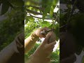 harvesting sapodilla fruits #sapodilla #tree #fruits #satisfying #shorts