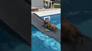 puppy swimming for the first time #shorts