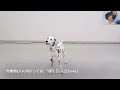 ペットモデル 2448 ダルメシアン「サリー」のテクニカル動画【指示で吠えろ】