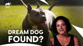 Couple Travelled Miles with One Hope - To Adopt a Rescued Dog | Pit Bulls \u0026 Parolees | Animal Planet