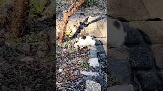 쥐를 잡은 길냥이 행동은??A wild cat that caught a mouse!