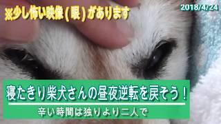 寝たきり柴犬 わん太さんの辛い時はせめてみててあげたいと思うのです