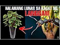 Ang Halamang Mainam na Lunas sa Kagat ng Langgam at Marami pang Iba | Bhes Tv