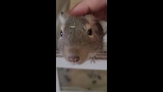 デグー高速でなでなで【Stroking the degu at high speed】