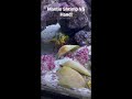 mantis shrimp vs hand