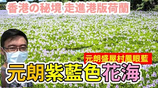 香港秘境｜元朗紫藍色鳳眼藍花海｜盛屋村豐樂園漁塘｜香港旅遊期間限定