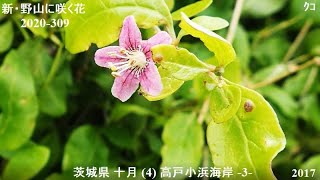 2020 309 茨城県 十月 4 高戸小浜海岸  3  ♪モーツアルト：クラリネット五重奏曲 第Ⅰ楽章