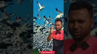 মাশাআল্লাহ দেখুন আল্লাহ সৃষ্টি কতই না সুন্দর #shortvideo #viralvideo