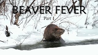 Wild Maine Episode 1: Beaver Fever 2022 (Part 1) | Spring Beaver Trapping