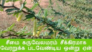 சீமை கருவேலமரம் சீக்கிரமாக வேரறுக்க பட வேண்டிய ஒன்று ஏன்