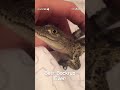 Baby Crocodile Makes Squeaking Sounds! #Shorts #Crocodile