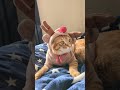 可愛いサンタがやって来ました cat ねこ 猫 ネコ クリスマス christmas