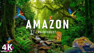 AMAZON Wildlife 4K • Rainforest Relaxation Film - Nature Video UltraHD