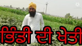 ਭਿੰਡੀ ਦੀ ਖੇਤੀ   (ladies finger agricultural)