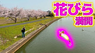 桜満開の下、ナマズの旅