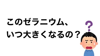 【そうなんだ】ゼラニウムが大きくならない理由と対処法について。