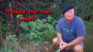 Producing your own seed