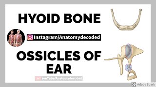 Hyoid bone and Ossicles of Ear - Malleus, Incus, Stapes | Instagram -Anatomy Decoded