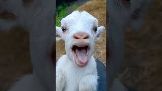 cute goat fun 🔥🔥 #shorts #short #trending # #goat #animal#baby