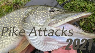 Amazing Pike attacks compilation - Season 2021