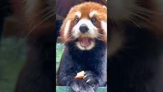 看小熊猫吃饭会增加食欲Watching red pandas eat will increase appetite#shorts #cute #cuteanimals #lovely #zoo