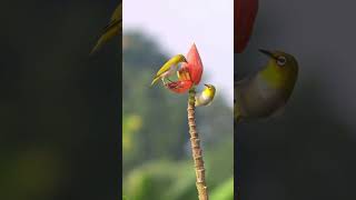 Indian White-Eye Birds Collecting Nectar from Banana Flower | Nature's Beauty #shorts