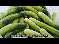 오이지 100개 물없이 오이지담그는법 🥒 1년이 지나도 오독오독한 오이장아찌 만드는법