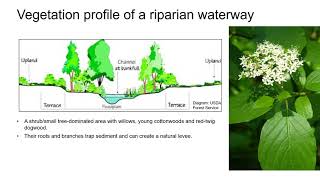 HORT164 Lecture: Vegetation profile of a riparian ecosystem