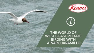 The World of West Coast Pelagic Birding with Alvaro Jaramillo