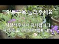 6 30 파라솔버베나 삽목이 정식하기