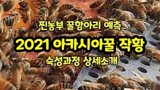 2021년 아카시아꿀 작황과 숙성과정 벌들이 자연숙성하는 꿀항아리농장