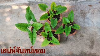 เสน่ห์จันทน์หอม(บ้าน) VS เสน่ห์จันทน์ป่า(กลิ่นหอม)