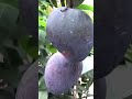 black stone mango ব্ল্যাকস্টোন আম shorts fruit farming viral foodvlog trending gardening