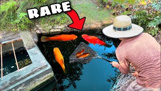 Netting *RARE* Colorful Fish in Sewer Canal!! (NEW SPECIES FOUND)