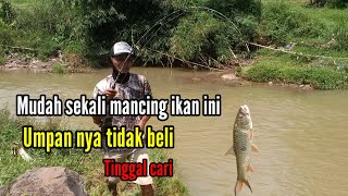 📌 Umpan ikan hampala paling jitu