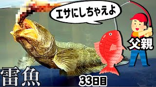 父親がエサ釣ってきたのでライギョに与えてみると…【やせすぎ雷魚33日目】