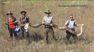 17-foot-long Python caught near the Everglades