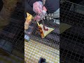 china street food 雲南烤乳扇