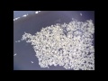 springtails on water in a compost bin