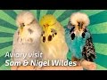 Budgerigar & BIRDROOM Sam & Nigel Wildes |United Kingdom| [🌍Budgie Planet] Exhibition Budgies