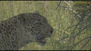 Safari Live : Kuchava Female Leopard on drive this afternoon with Tayla  March 20, 2018