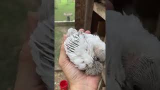 Fluff Ball or Baby Pigeon??