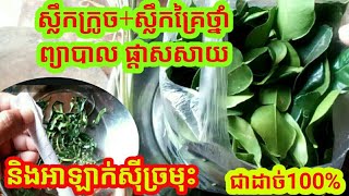 wowស្លឹកក្រូចសើច+ស្លឹកគ្រៃ ព្យាបាល ផ្តាសសាយ\u0026អាឡាក់សុីច្រមុះជា100%/Benefits of kaffir Lime Leaves,